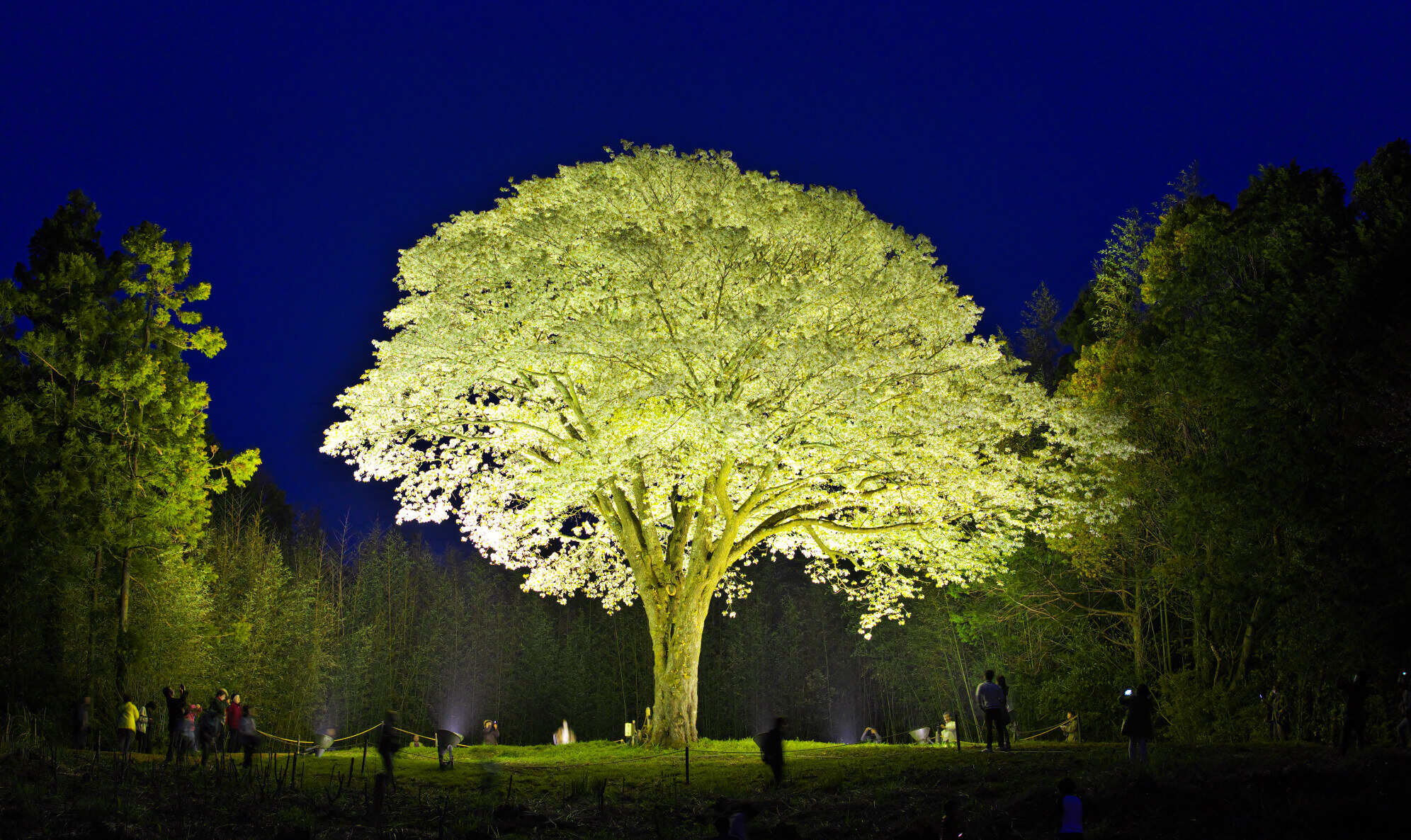 月光桜の写真
