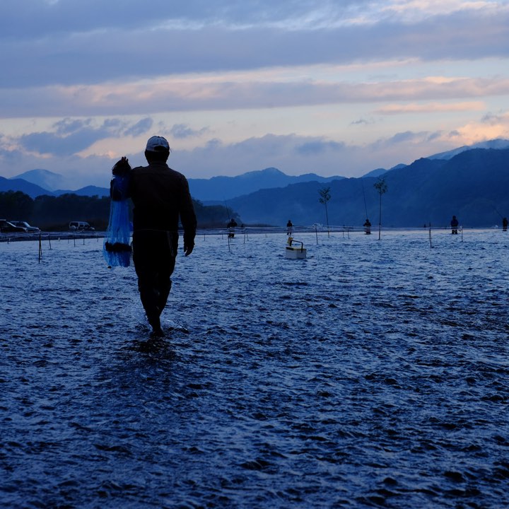 解禁日の朝に見る落ちアユ漁の写真