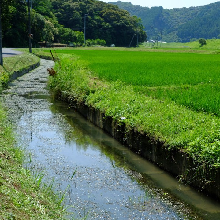 水路の鯉の写真