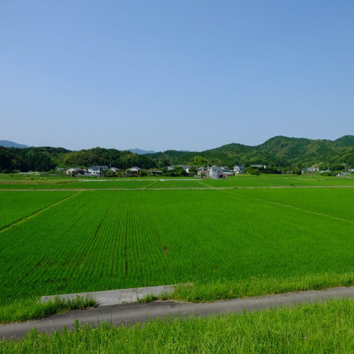 入田の水田の写真