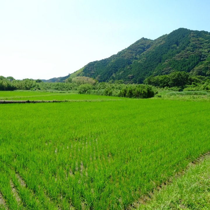 佐田の水田の写真