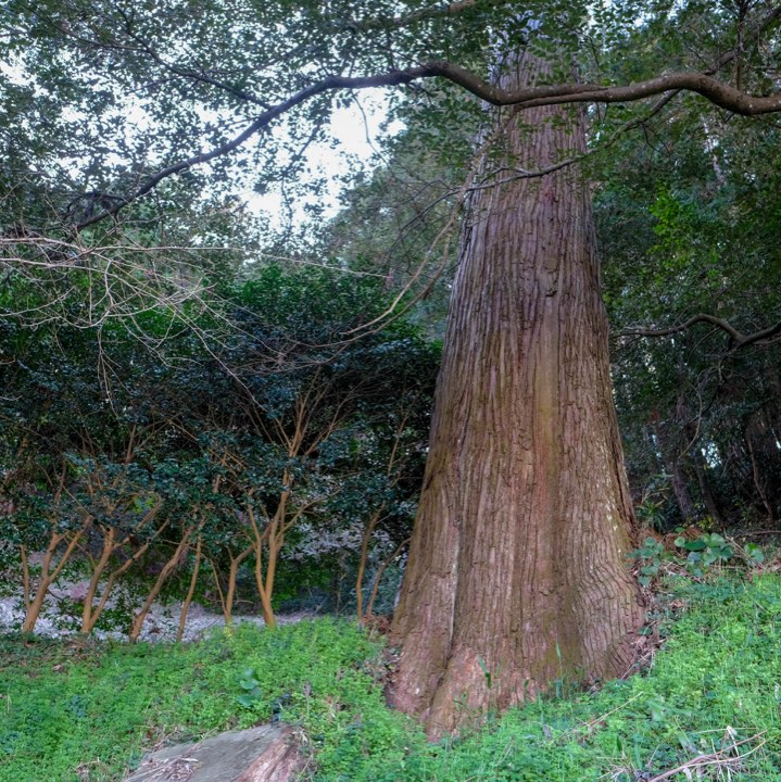 奥御前神社の大杉の写真