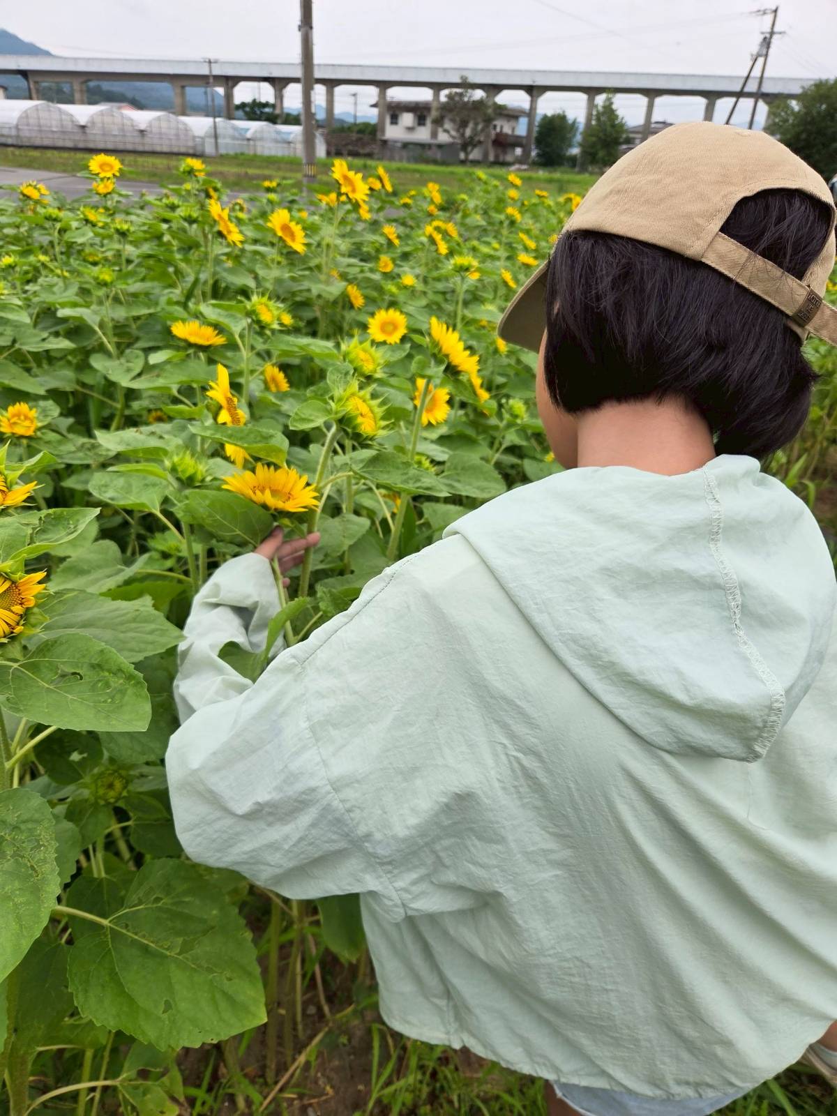 トウモロコシ収穫体験✨🌽