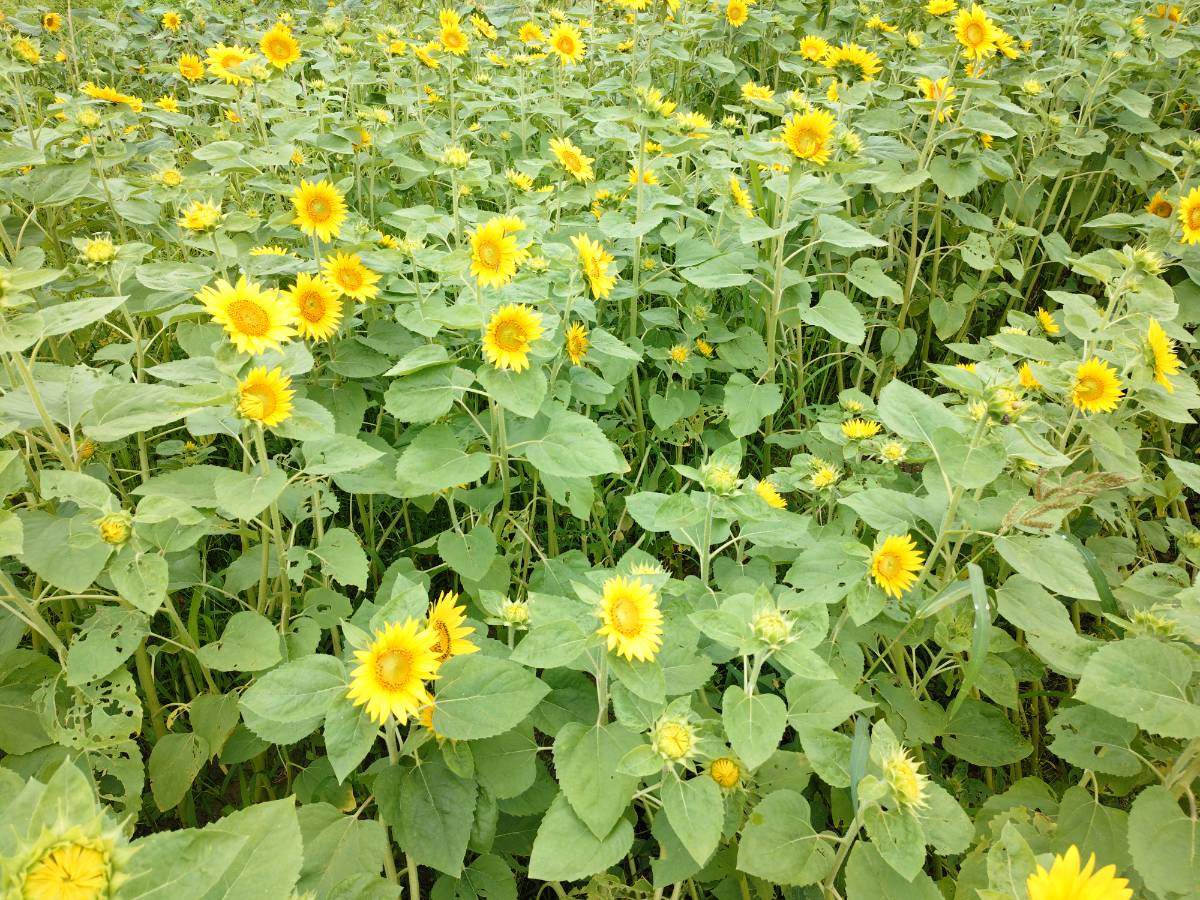 トウモロコシ収穫体験✨🌽