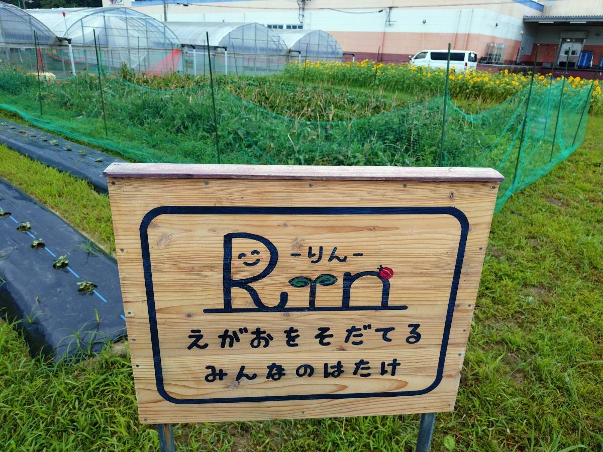 トウモロコシ収穫体験✨🌽