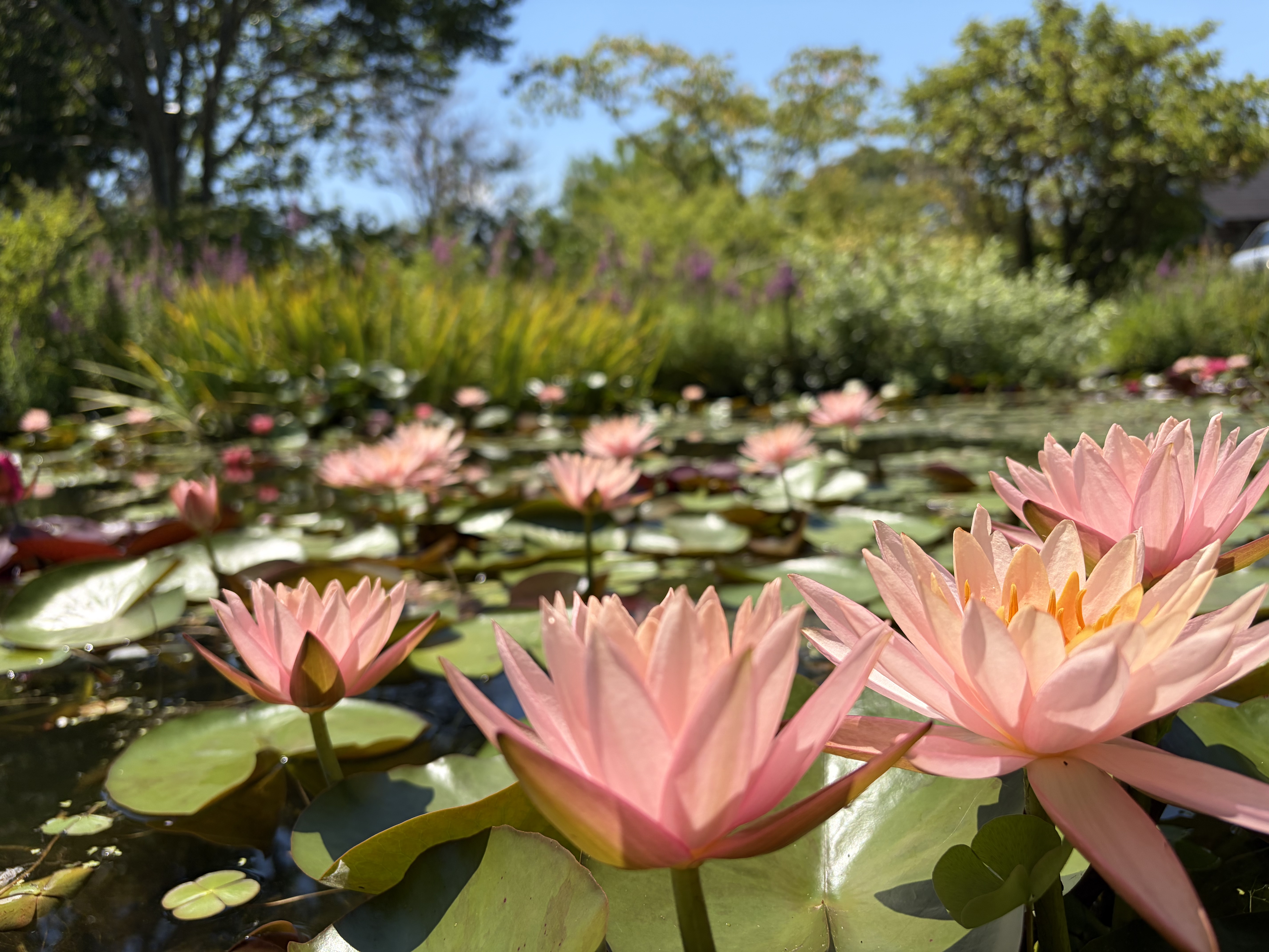 星ヶ丘公園 ヒメノボタンの里の写真